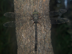 Gynacantha villosa