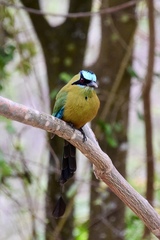 Momotus subrufescens