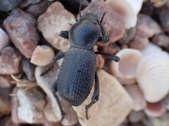 Cryptoglossa muricata