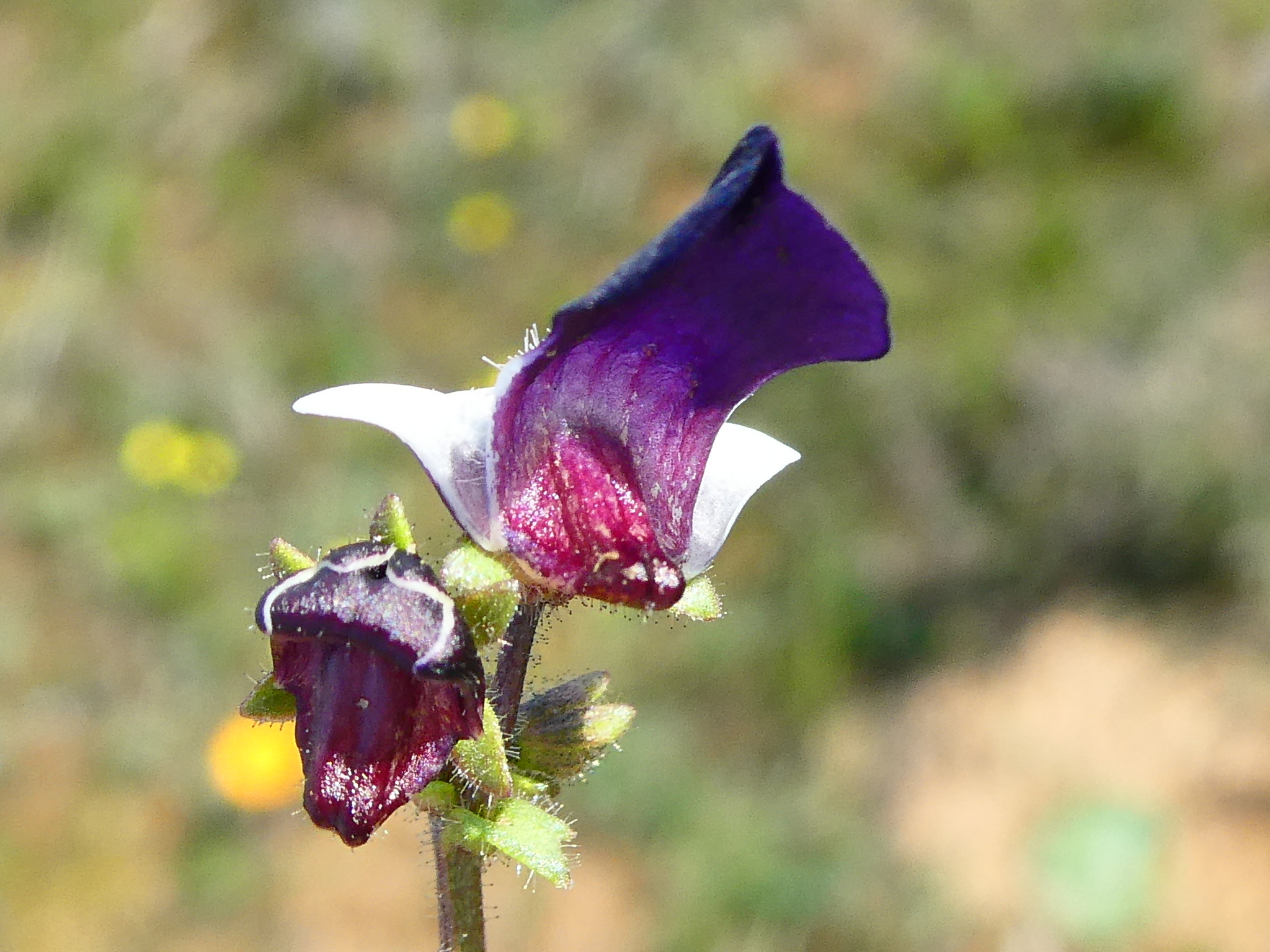 debest plants David's Dependable Desert Plant Collection