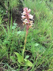 Satyrium sphaerocarpum