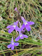 Lobelia preslii