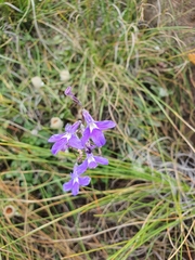 Lobelia preslii