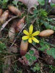 Gagea chlorantha