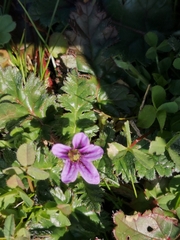Erodium ciconium