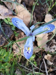 Iris histrio