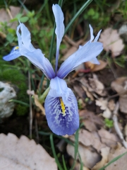 Iris histrio