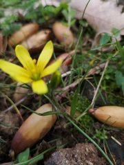 Gagea chlorantha