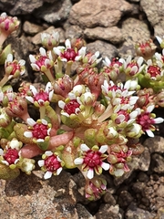 Crassula peploides