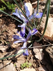 Iris histrio