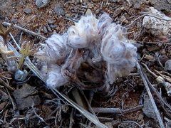 Lasiopogon