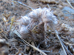 Lasiopogon