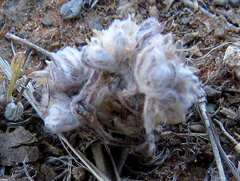 Lasiopogon