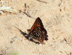 Aloeides thyra orientis