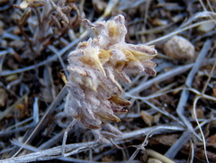 Lasiopogon