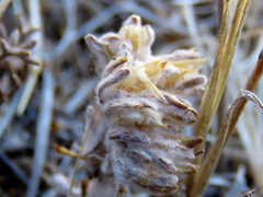 Lasiopogon