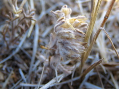 Lasiopogon