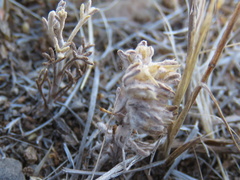 Lasiopogon