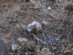 Lasiopogon