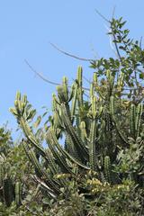 Euphorbia