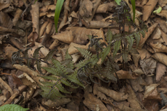 Athyrium sinense