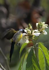 Aethopyga nipalensis