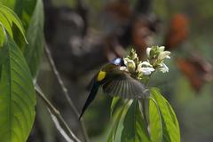 Aethopyga nipalensis
