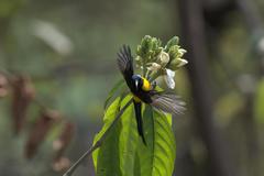 Aethopyga nipalensis