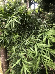 Podocarpus latifolius