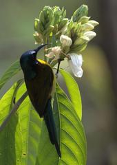 Aethopyga nipalensis