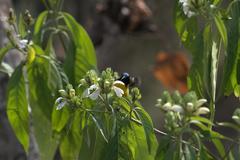 Aethopyga nipalensis