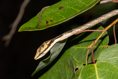 Thelotornis capensis