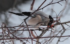 Pyrrhula pyrrhula cassinii