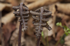 Athyrium sinense