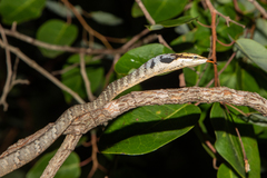 Thelotornis capensis