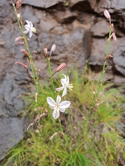 Trachyandra asperata