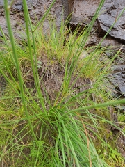 Trachyandra asperata