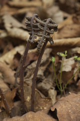 Athyrium sinense