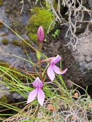 Brownleea macroceras