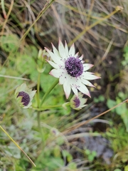 Alepidea thodei