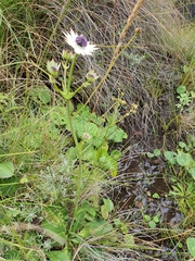 Alepidea thodei