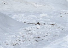 Leucosticte arctoa
