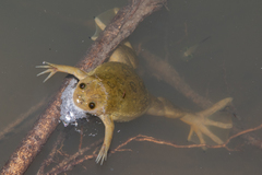 Xenopus