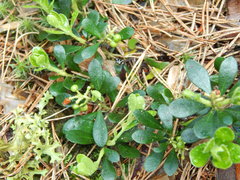 Arctostaphylos uva-ursi
