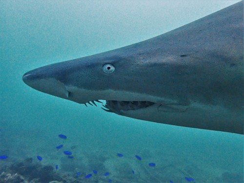 Sand Tiger Shark, photo 6 of 9