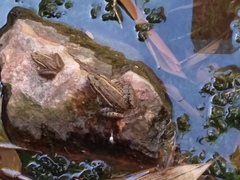 Lithobates montezumae