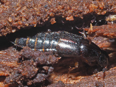 Quedius xanthopus