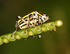Mormidea triangularis
