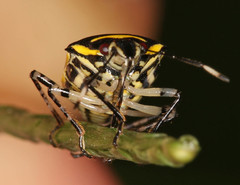 Mormidea triangularis