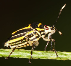 Mormidea triangularis